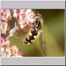 Helophilus pendulus - Gemeine Sumpfschwebfliege 07.jpg